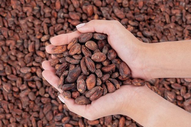 Hạt cacao sau khi phơi.
