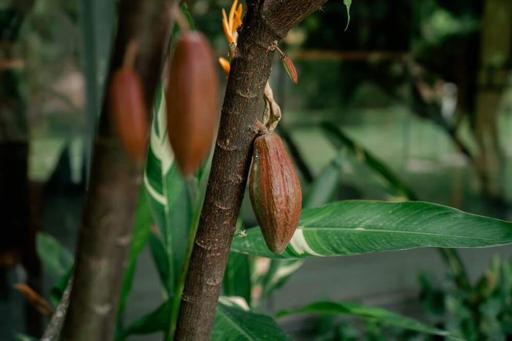Hình ảnh cây cacao được trồng tại Việt Nam.