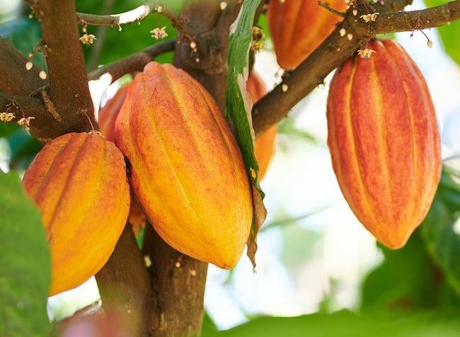 Forastero - giống cacao phổ biến, năng suất cao.