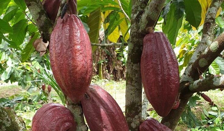 Criollo - giống cacao hiếm và đắt giá nhất trên thế giới.