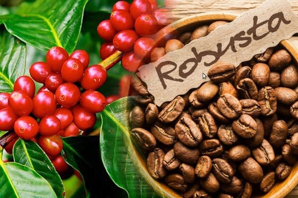 Cà phê Robusta Việt Nam được trồng chủ yếu tại Tây Nguyên, nổi bật với hương vị đậm, đắng rõ, hàm lượng caffeine cao và là dòng cà phê chủ lực trong ngành cà phê Việt Nam.