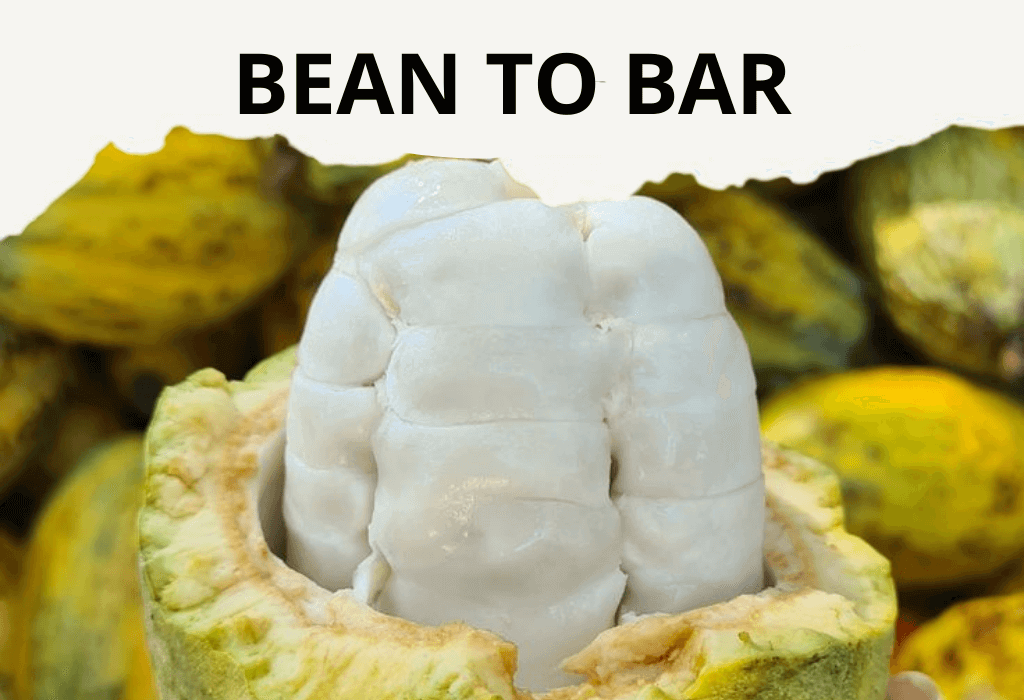 Fresh cacao beans inside the cacao pod, illustrating the Bean-to-Bar chocolate production process with modern Chocolate Production Equipment.