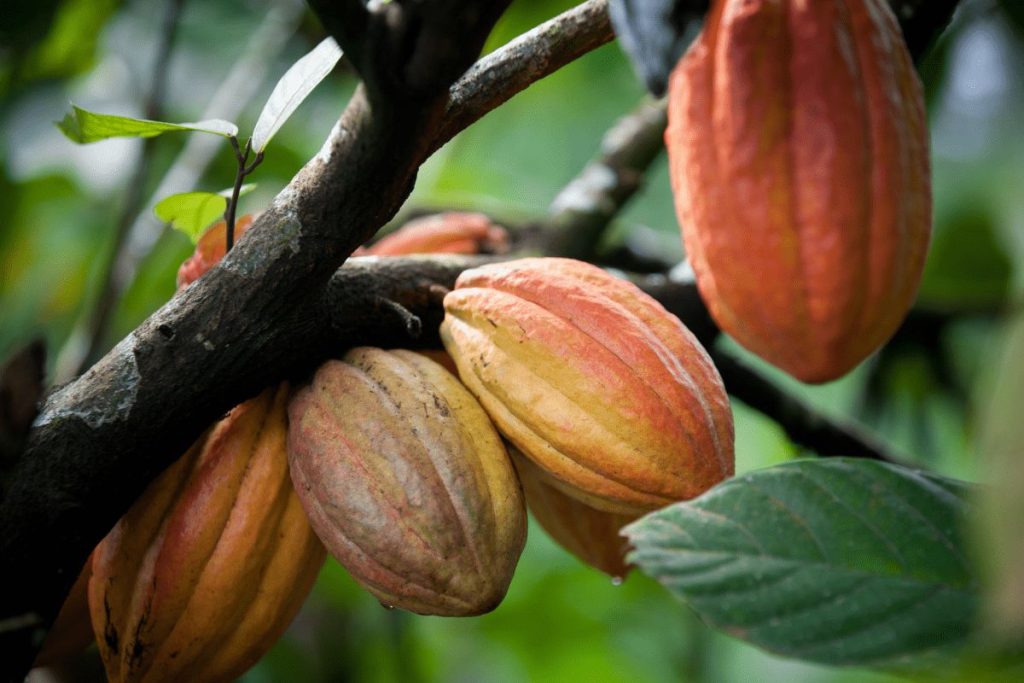 Quả cacao tươi – nguyên liệu nền tảng quyết định hương vị và chất lượng thanh socola thủ công